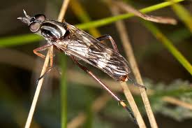 Attēlu rezultāti vaicājumam “Therevidae”