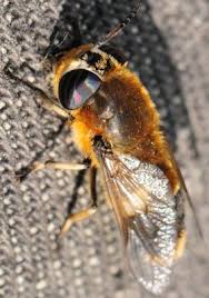 Attēlu rezultāti vaicājumam “Heptatoma pellucens”