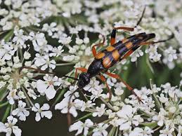 Attēlu rezultāti vaicājumam “Strangalia attenuata”