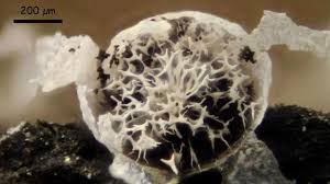 Attēlu rezultāti vaicājumam “Badhamia affinis”