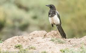 Attēlu rezultāti vaicājumam “Pica pica adult”