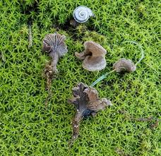 Attēlu rezultāti vaicājumam “Arrhenia spatulata”