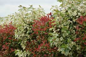 Attēlu rezultāti vaicājumam “Populus x gileadensis”