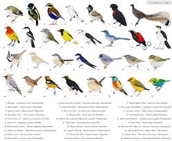Attēlu rezultāti vaicājumam “Passeriformes”