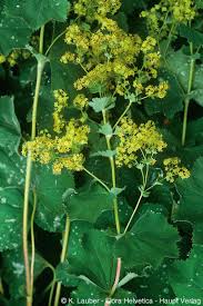 Attēlu rezultāti vaicājumam “Alchemilla vulgaris aggr. flower”