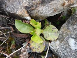Attēlu rezultāti vaicājumam “Pyrola minor fruit”