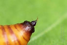 Attēlu rezultāti vaicājumam “Cosmorhoe ocellata”