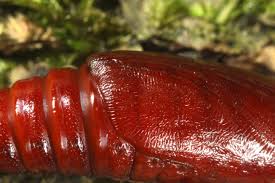 Attēlu rezultāti vaicājumam “Hadena rivularis”