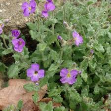 Attēlu rezultāti vaicājumam “Aubrieta deltoidea leaf”