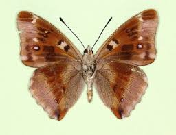 Attēlu rezultāti vaicājumam “Apatura iris female”