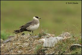 Attēlu rezultāti vaicājumam “Stercorarius parasiticus adult”