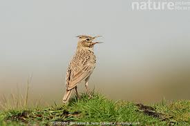 Attēlu rezultāti vaicājumam “Galerida cristata”