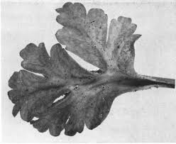 Attēlu rezultāti vaicājumam “Tranzschelia pruni-spinosae spores”