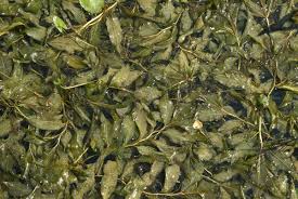 Attēlu rezultāti vaicājumam “Potamogeton lucens leaf”