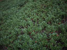 Attēlu rezultāti vaicājumam “Exobasidium uvae-ursi”