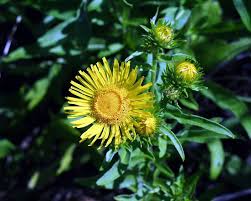 Attēlu rezultāti vaicājumam “Inula britannica flower”