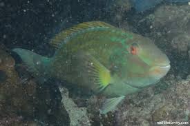 Image result for Sparisoma frondosum