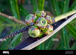 Attēlu rezultāti vaicājumam “Carex arenaria  fruit”