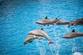 Image result for Belfairs Dolphins Snorkelling Club