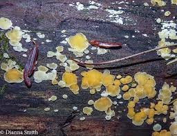 Attēlu rezultāti vaicājumam “Aleurodiscus amorphus”