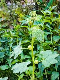 Attēlu rezultāti vaicājumam “Alcea rosea bud”