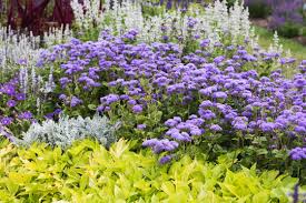 Image result for Leberbalsam