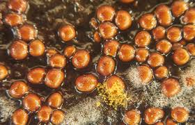 Attēlu rezultāti vaicājumam “Perichaena corticalis”