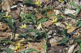 Attēlu rezultāti vaicājumam “Diderma umbilicatum”