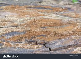 Attēlu rezultāti vaicājumam “Merismodes anomala”