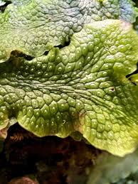 Attēlu rezultāti vaicājumam “Conocephalum”