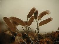 Attēlu rezultāti vaicājumam “Stemonitopsis typhina stalked”