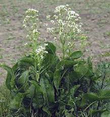 Attēlu rezultāti vaicājumam “Armoracia rusticana bud”