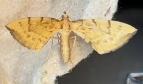 Attēlu rezultāti vaicājumam “Eulithis pyraliata”