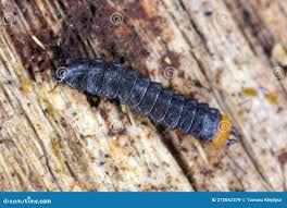 Attēlu rezultāti vaicājumam “Lygistopterus sanguineus larva”