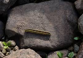 Attēlu rezultāti vaicājumam “Badhamia lilacina young”