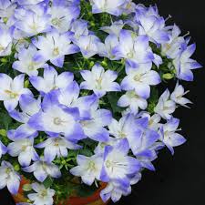 Image result for Campanula formanekiana