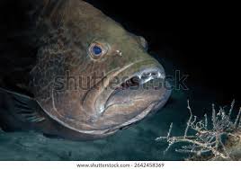 Image result for Mycteroperca bonaci