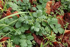 Attēlu rezultāti vaicājumam “Geum urbanum leaf”