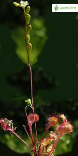 Attēlu rezultāti vaicājumam “Drosera rotundifolia flower”