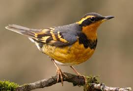 Image result for Ixoreus naevius