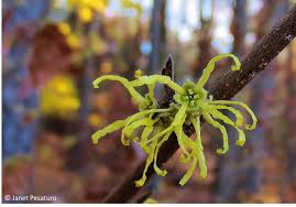 Attēlu rezultāti vaicājumam “Hamamelis virginiana flower”