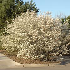Attēlu rezultāti vaicājumam “Amelanchier canadensis”