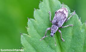 Attēlu rezultāti vaicājumam “Polydrusus tereticollis”