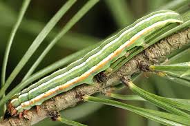 Attēlu rezultāti vaicājumam “Panolis flammea”