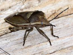 Attēlu rezultāti vaicājumam “Chlorochroa pinicola”