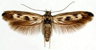 Attēlu rezultāti vaicājumam “Scythris limbella”