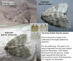 Attēlu rezultāti vaicājumam “Epirrita sp.”