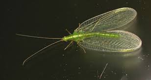 Attēlu rezultāti vaicājumam “Chrysopa”