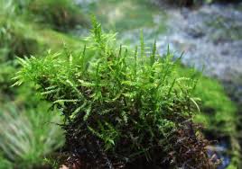Attēlu rezultāti vaicājumam “Calliergonella cuspidata sporophyte”