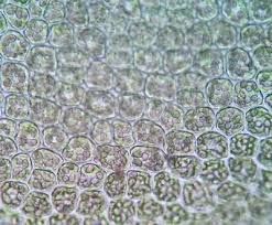 Attēlu rezultāti vaicājumam “Scapania nemorea”